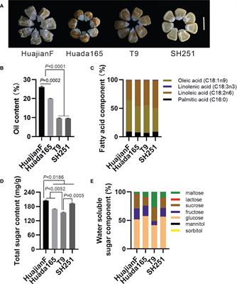 Genetic basis of the oil biosynthesis in ultra-high-oil maize grains with an oil content exceeding 20%